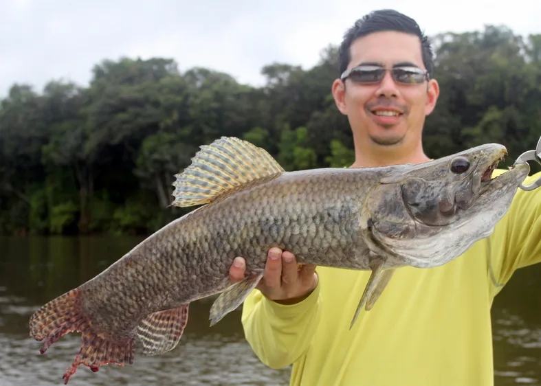Wolf Fish caught on a Super Spook.  Note the Piranha bites on the tail while being reeled in