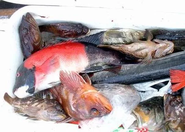 Sheepshead are often found among shallow water rockfish like these