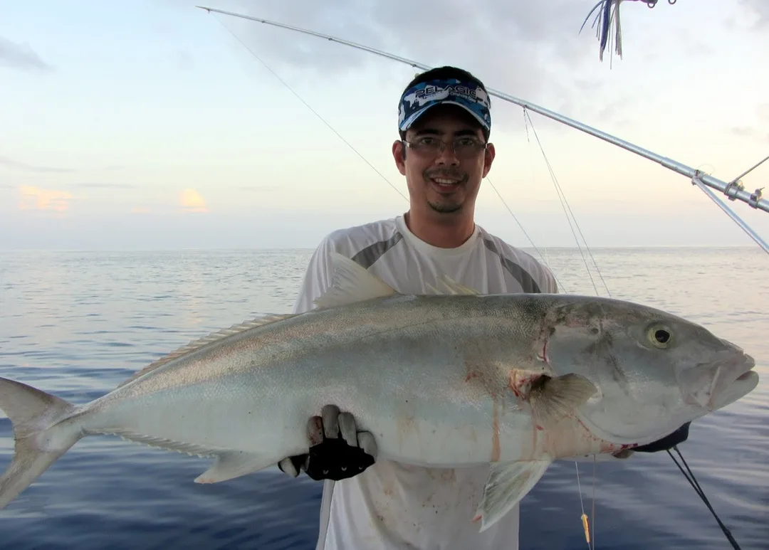 Amberjack at Dry Tortugas