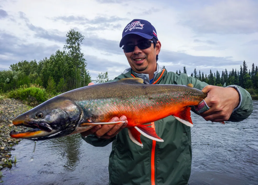 Large Dolly in spawning colors