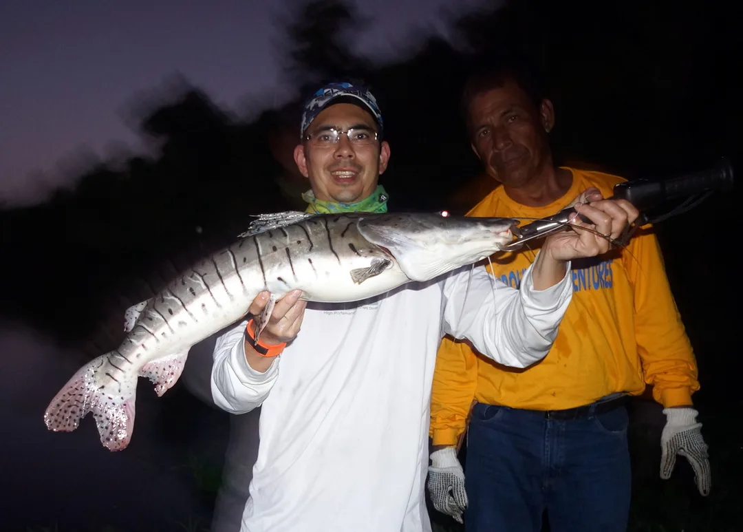 The author's Suribim caught on bait in Bolivia