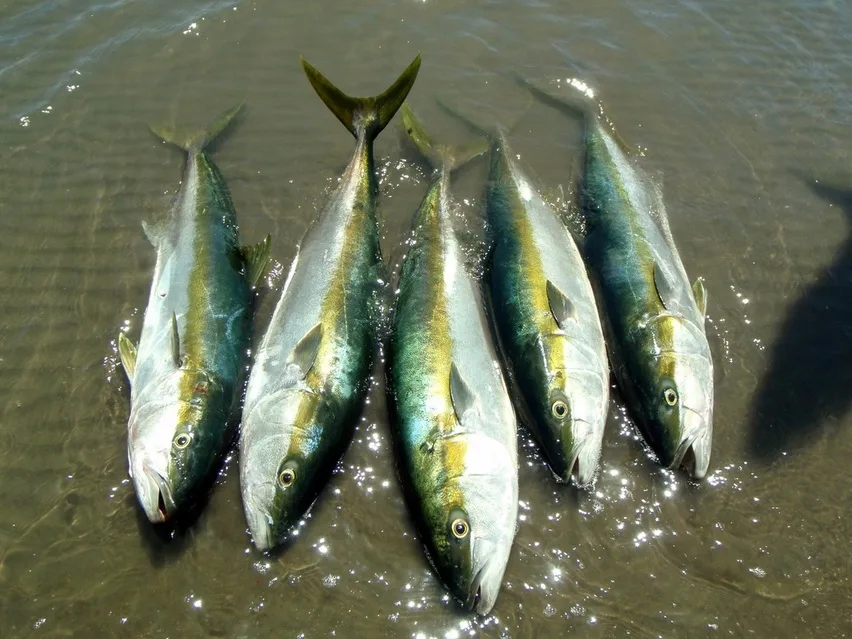 California Yellowtail caught in San Evaristo, Baja Sur, Mexico