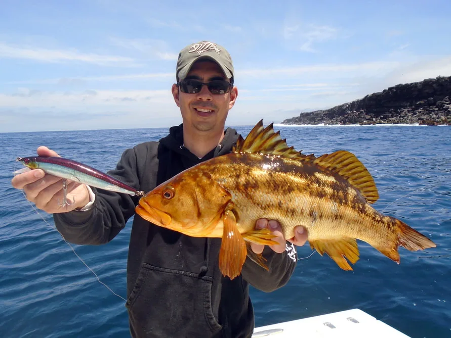 A thumper of a Calico Bass taken on a hardbody stickbait in San Quintin, Mexico