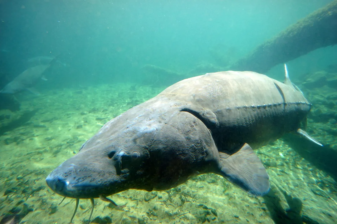 Herman the Sturgeon at the Bonneville Dam, Oregon.