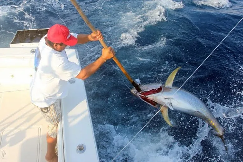 Gaffing a healthy-sized Yellowfin Tuna in Mexico