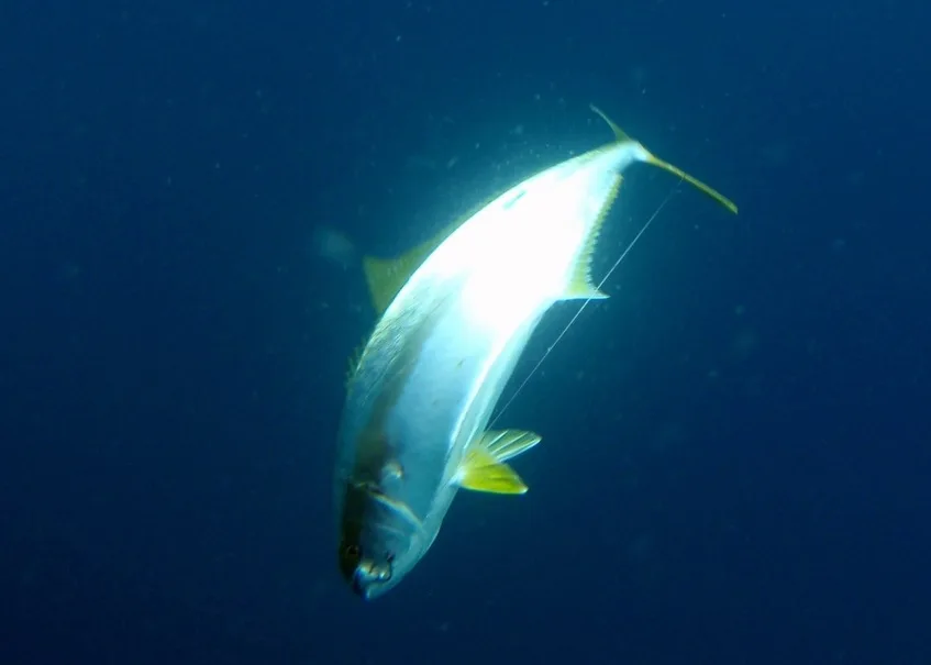 Yellowtail underwater in San Quintin, Mexico.  Note the circle hook stuck nicely in the corner of the mouth.  This fish is not getting away.