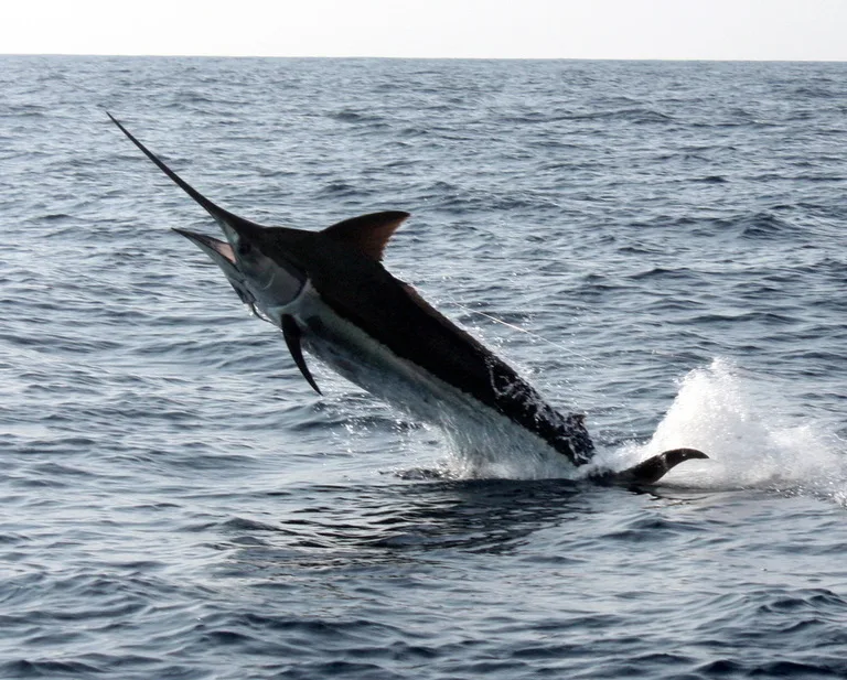 A Black Marlin explodes out of the water in Puerto Vallarta, Mexico