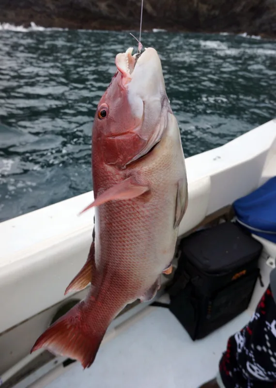 A large female California Sheepshead caught on shrimp