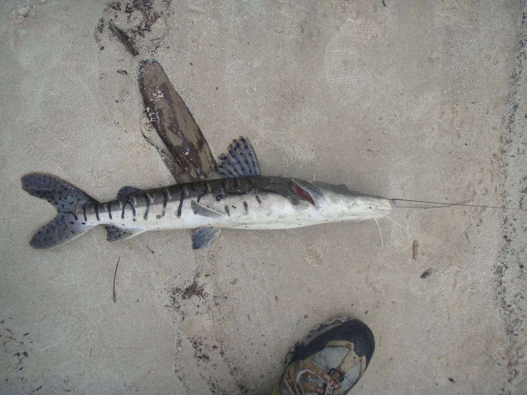 Suribim caught from shore on a jig in Brazil.