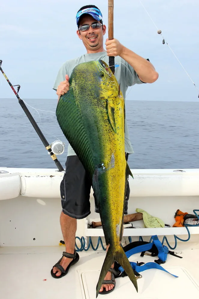 The author with a big Dorado caught in Mexico on a live goggle eye