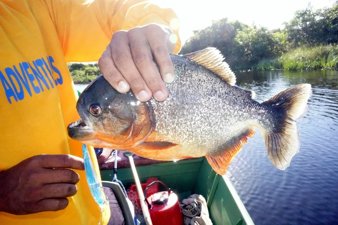 Red Bellied Piranha caught in Bolivia on a Yo-Zuri Crystal Minnow.  These are the ones not to swim with if you are bleeding.  Personally, I avoid swimming with them even if I'm not bleeding.  I have seen the water boil with these when they are feeding on something.