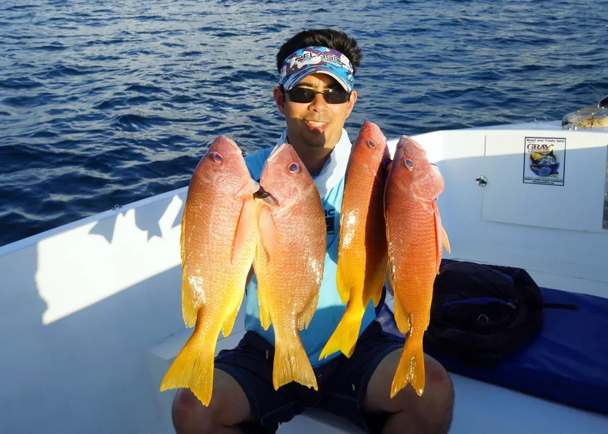 Yellow Snapper like these caught in Costa Rica actively eat metal jigs