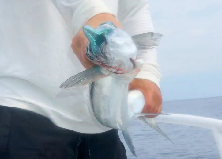 Giant Needlefish have a pointy, hard mouth that is filled with teeth.