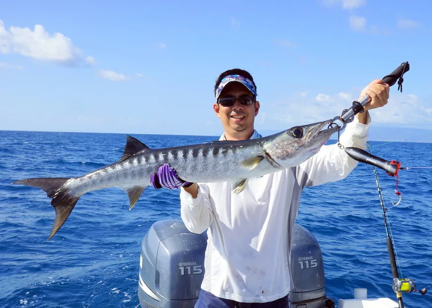 Barracuda readily hit topwater lures. This is a related species caught in Costa Rica.
