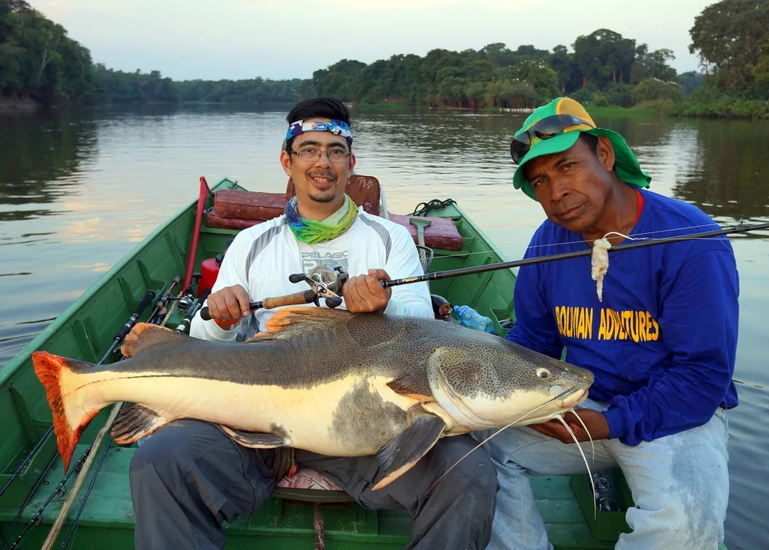 Redtail Catfish in Bolivia caught on a Trairao