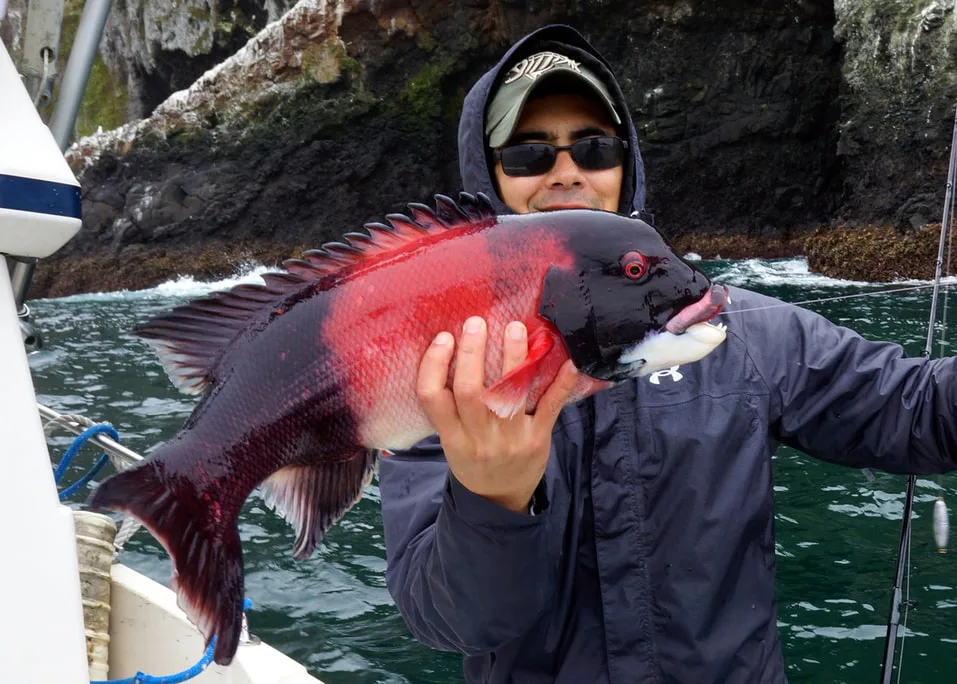 The author with a healthy male California Sheepshead caught at Santa Cruz Island on a crawdad