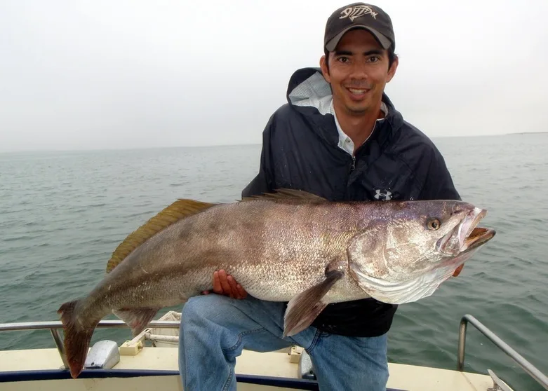 The author's big San Quintin White Seabass
