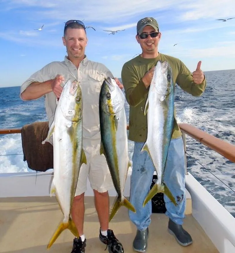 California Yellowtail caught at the Coronado Islands on surface and yo-yo iron lures