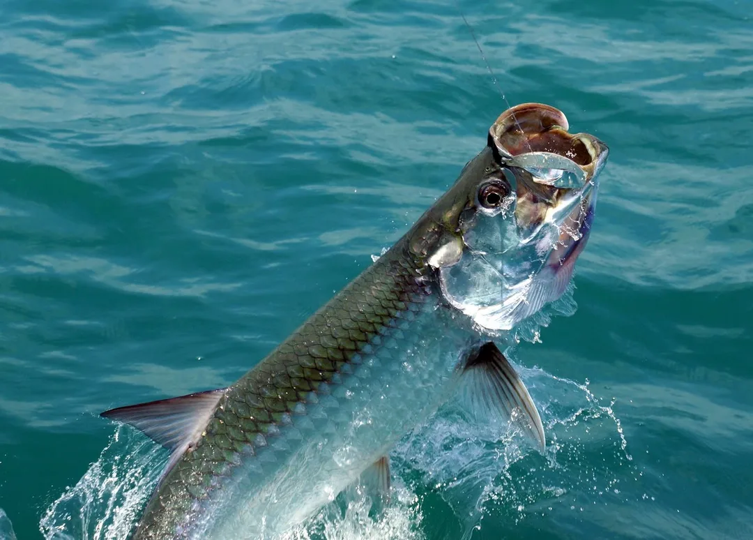 Tarpon jumping in Nicaragua