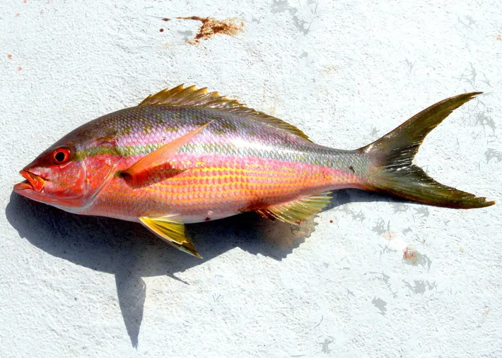 Yellowtail Snapper caught in the Florida Keys