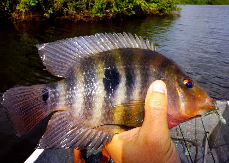 Mayan Cichlid caught in Nicaragua on a mini jig.