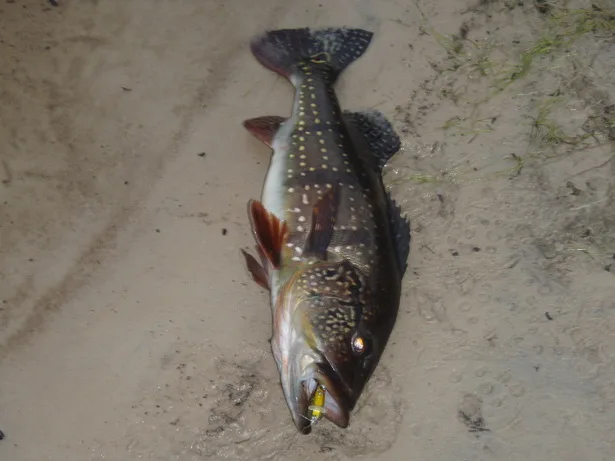 This Peacock Bass in Brazil almost swallowed a Green/Gold Crystal Minnow