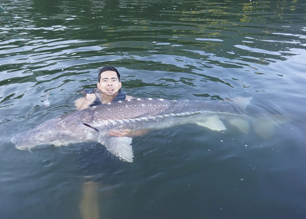White Sturgeon caught on the Columbia River on a dead shad.