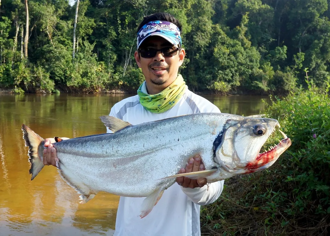Big Payara that lost a tooth in a fight
