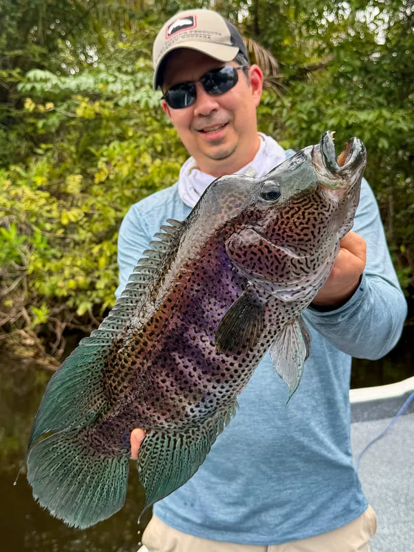 An adult male Rainbow Bass is a really striking fish.