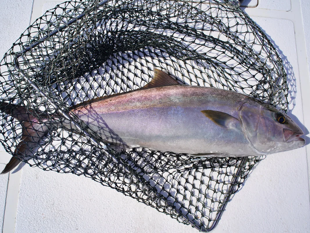 A beautifully colored specimen caught on a streaker jig in Oman