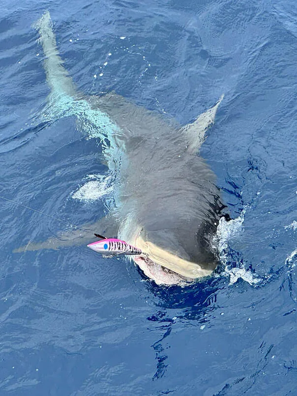 An Alijos  Rocks Shark