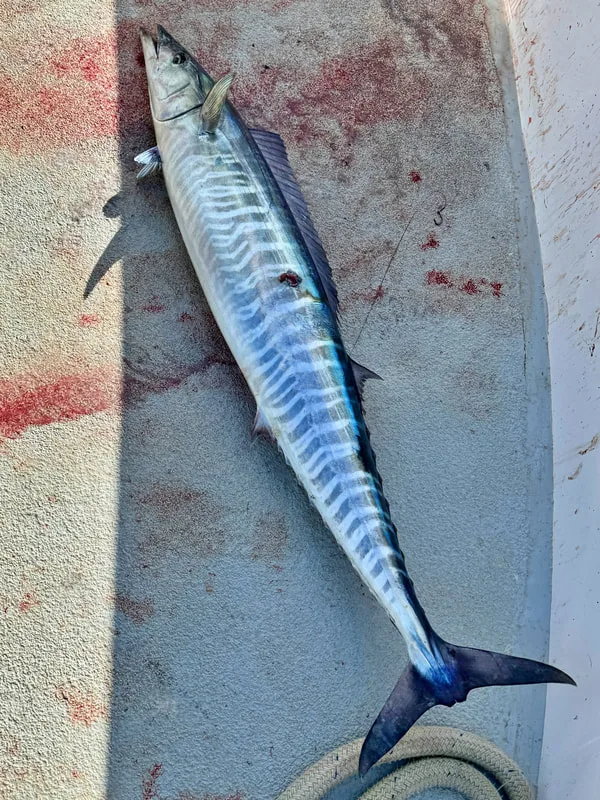 Second Wahoo of the trip