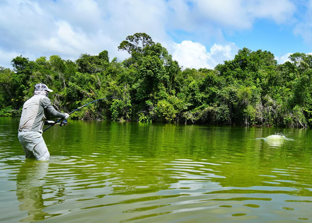 Fighting a big Arapaima in Brazil