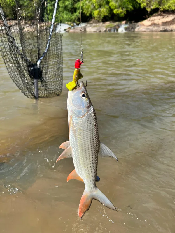 Small Tigerfish that ate a plastic frog in the Kilombero River, Tanzania