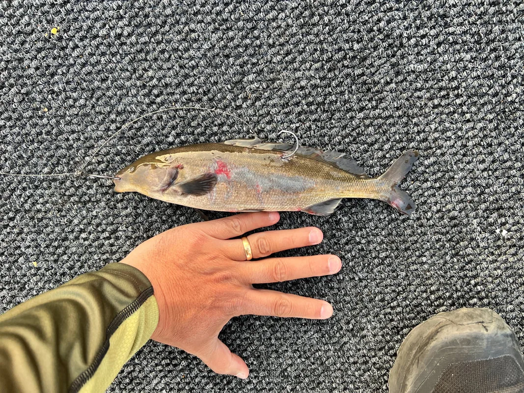 Sometimes bigger baits are the ticket to bigger Tigerfish