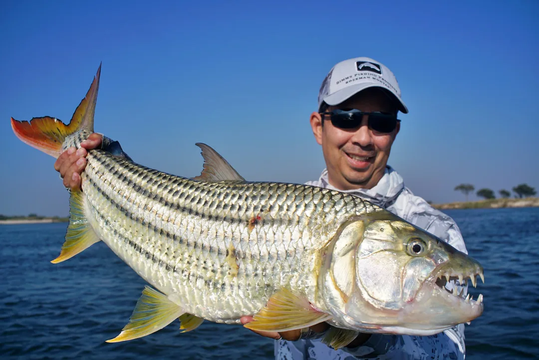 A stout Tigerfish caught in the upper Zambezi River in Zambia