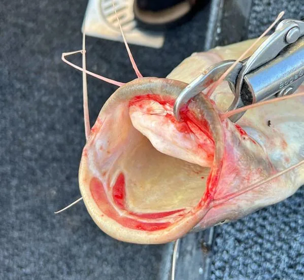 Despite their name, Sharptooth Catfish teeth are tiny