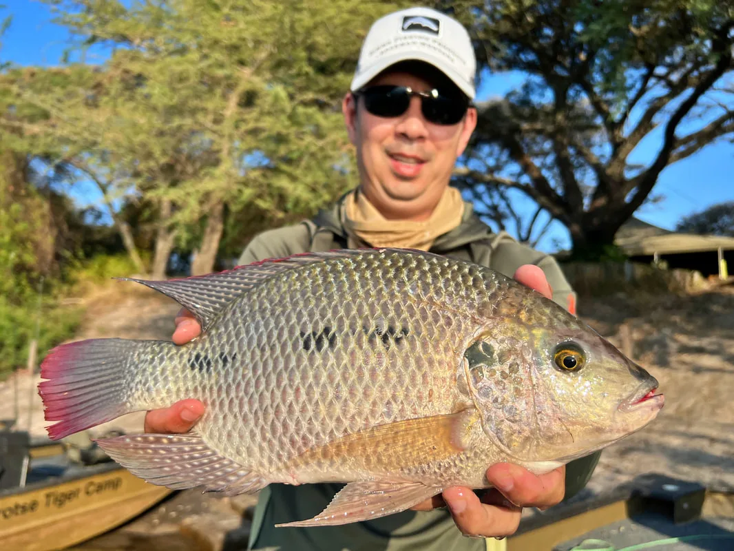 A beautiful Three Spot Tilapia caught on a small spinner in the Zambezi River, Africa