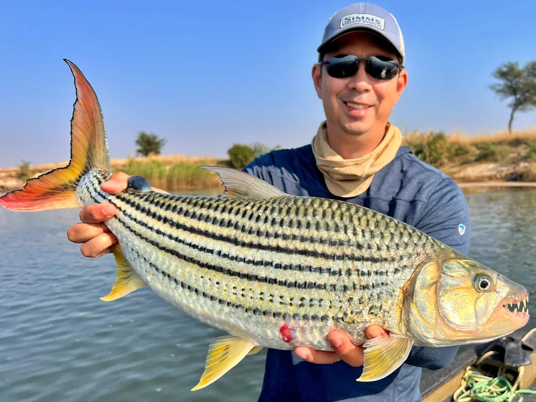 A short but stout Zambian fish