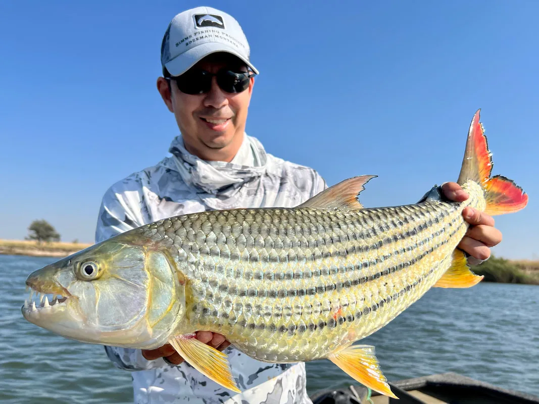 A thick Zambian Tigerfish