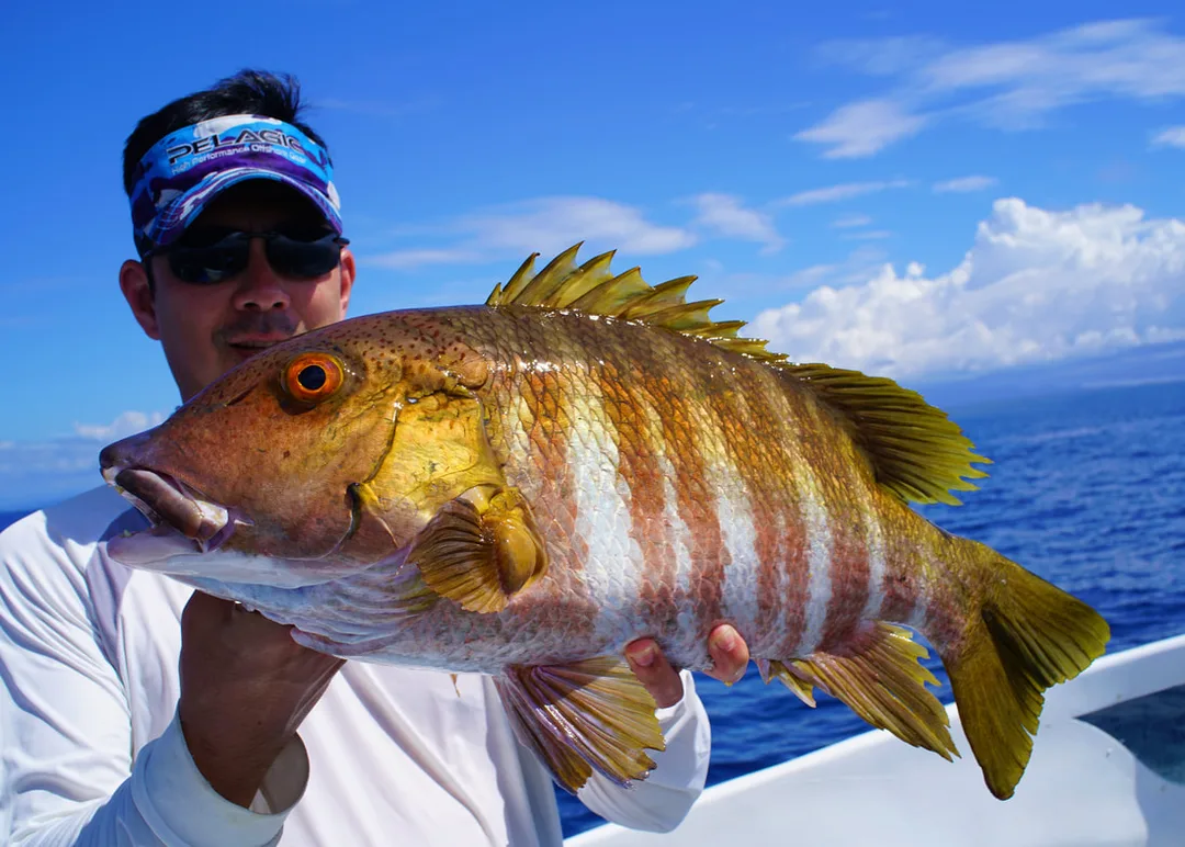 The author's nice Barred Pargo caught bottom fishing with dead bonito in Drake Bay, Costa Rica