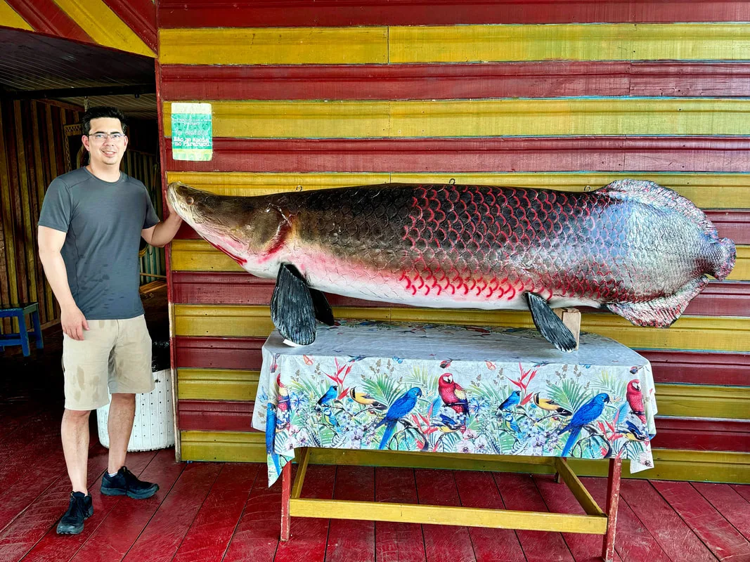 This replica gives an idea of the size Arapaima can reach