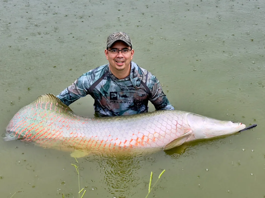 A big Arapaima that hit a lure in the rain