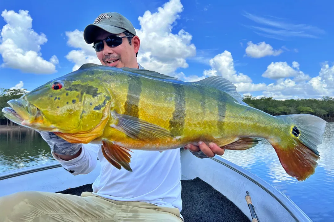 The author's gorgeous Peacock Bass (Cichla Temensis) caught on a topwater propeller lure in Colombia