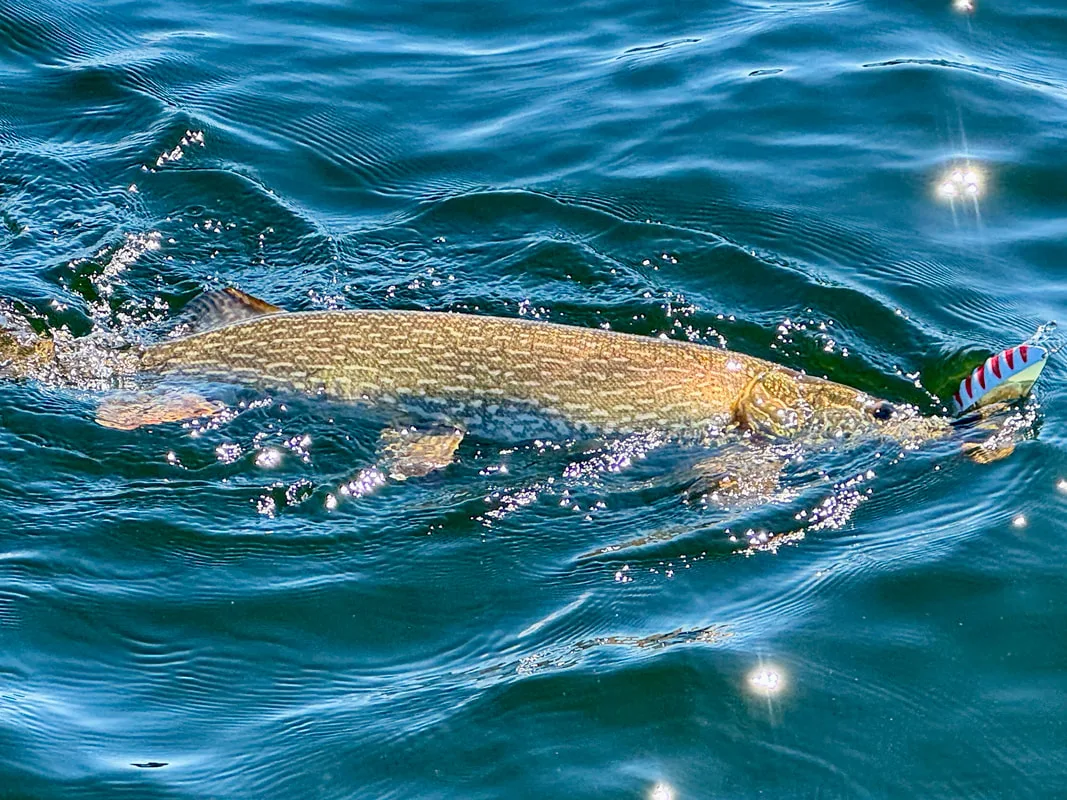 Pike love spoons