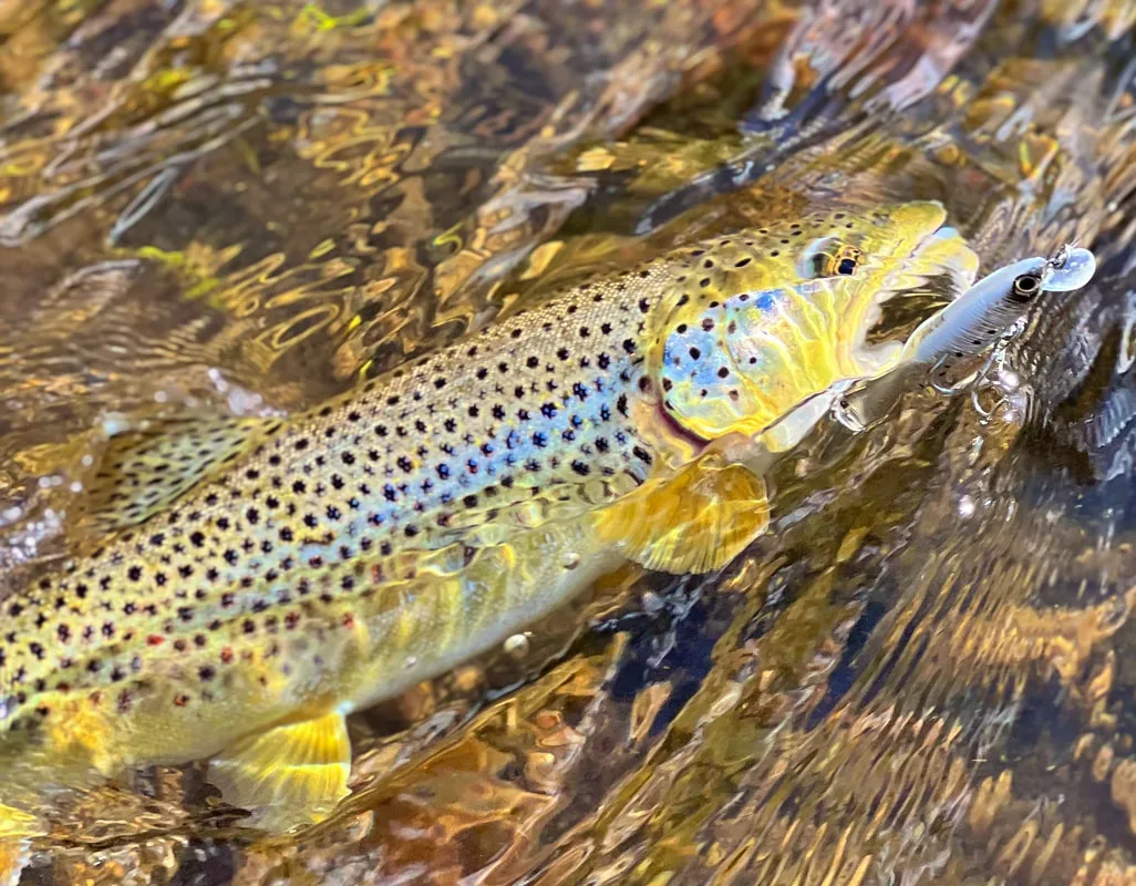The Yo Zuri Pins minnow fools yet another Brown Trout