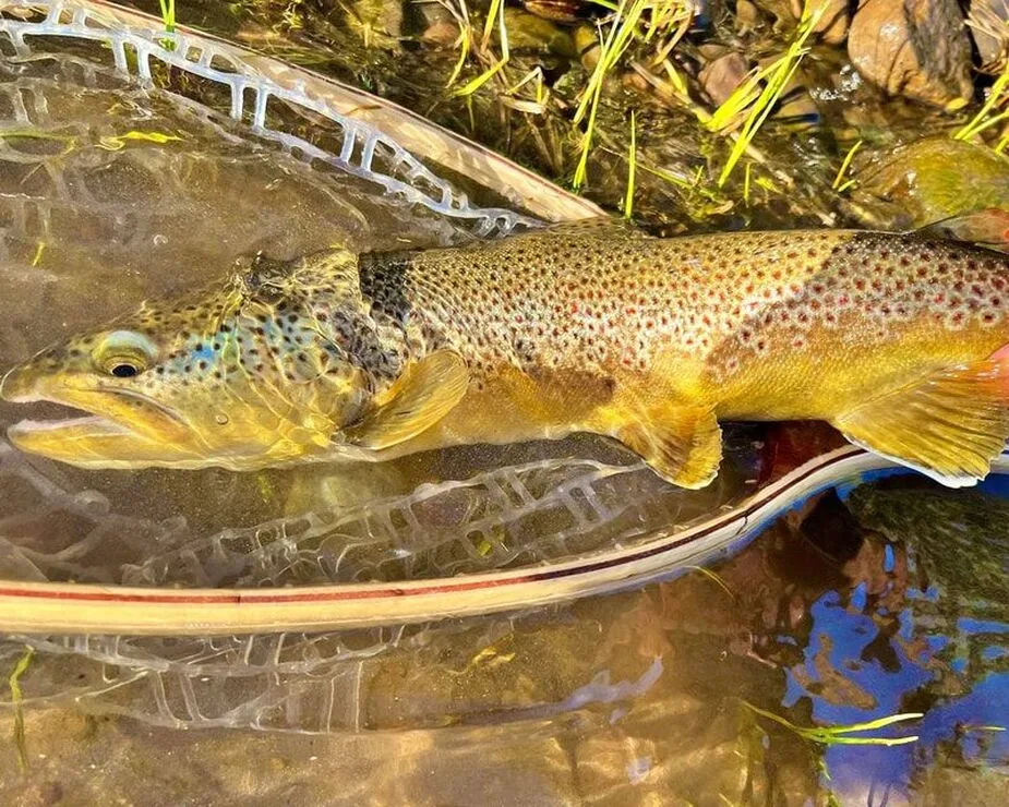 Colorado Brown Trout