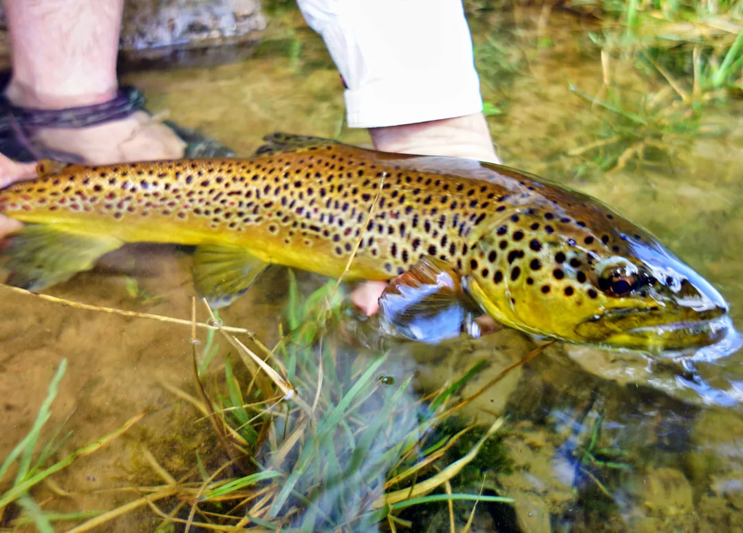 A nice brown about to be released in the White River, Arkansas