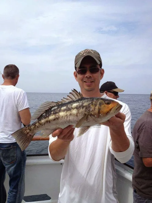 A Calico Bass I managed to pull in between Bat Rays