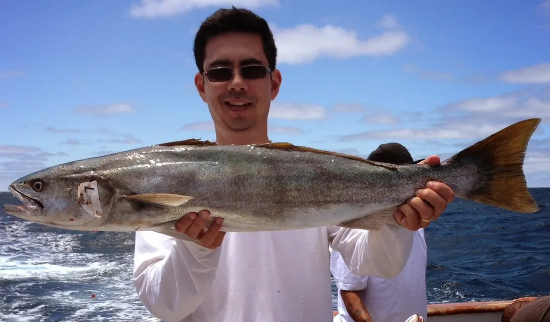 Legal White Seabass caught at San Nicholas Islands